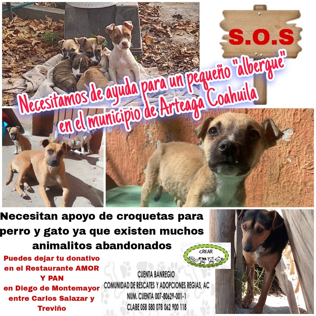 Ayuda para un pequeño refugio en Arteaga Coahuila
donativo en especie en AMOR Y PAN Diego de Montemayor entre Carlos Salazar y Treviño en MTY 
 <a href="/AVISOSMTY/">AVISOSMTY</a>
<a href="/aztecacomunidad/">#ComunidadAzteca</a>
<a href="/ComunidadMTY/">Comunidad Monterrey</a> <a href="/DistritoTec/">distritotec</a> 
BANREGIO 
NÚMERO DE CUENTA 
007 80629 001 1
CLABE 058 580 078 062 900 118
👇🏻👇🏻