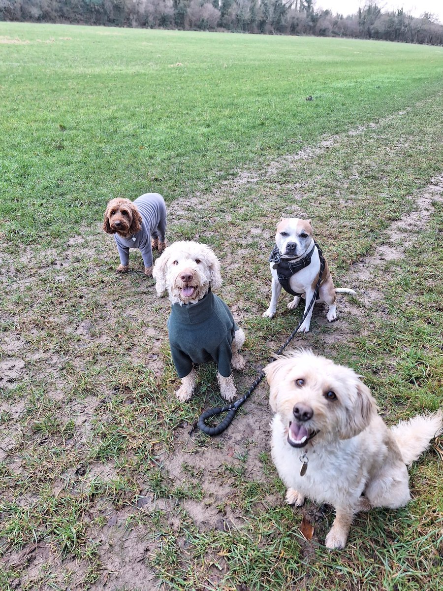 Katie's Paws and Chores tweet media