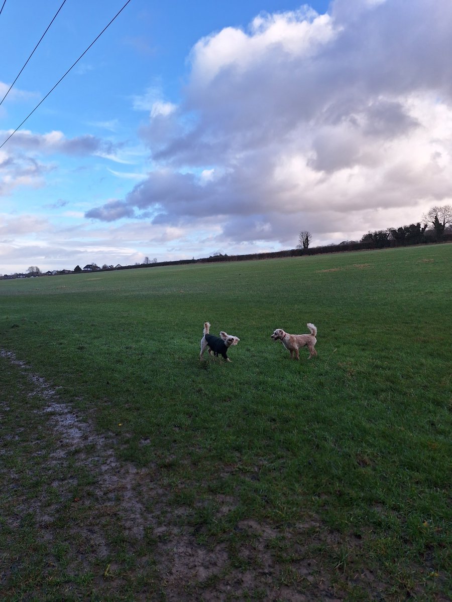 Katie's Paws and Chores tweet media