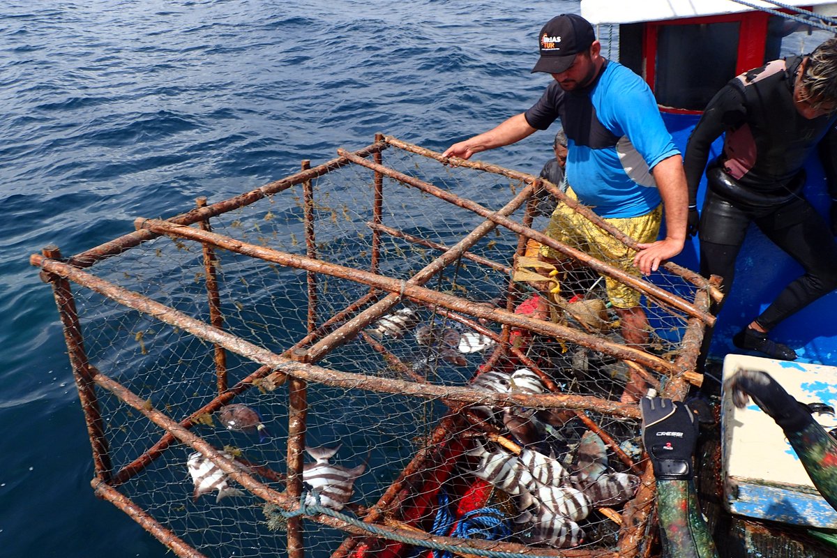 JAReis_Filho's tweet photo. Our research underscores the urgency for proper management and policy  actions. Join us in advocating for science-driven solutions to ensure  thriving fisheries and healthy reef ecosystems. 🐟🌊 #MarineConservation  #BrazilEco https://t.co/qSoIm6pbi4