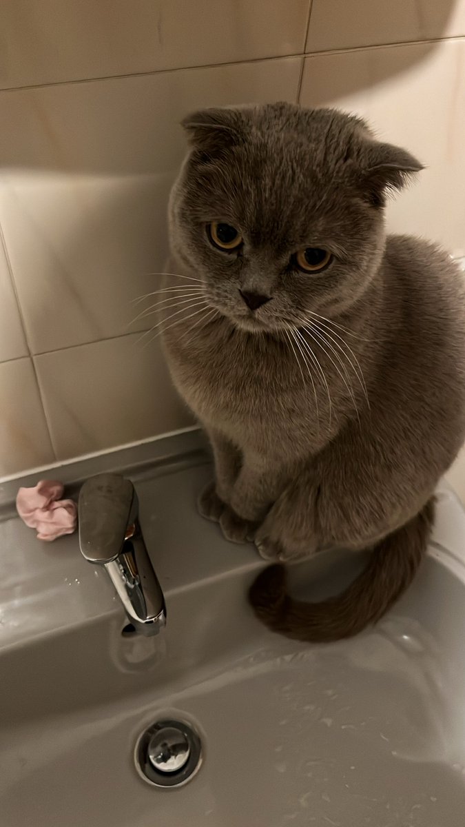 Roubou me o gato e não sabia?!?