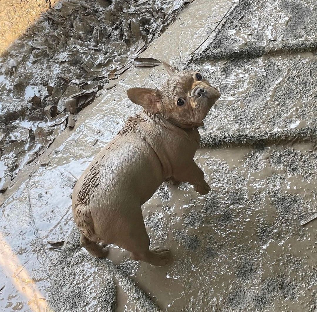 💖 (@twaniimals) on Twitter photo 