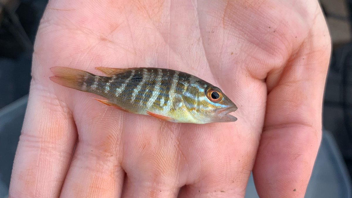 Dr. Stacy Trackenberg tweet media