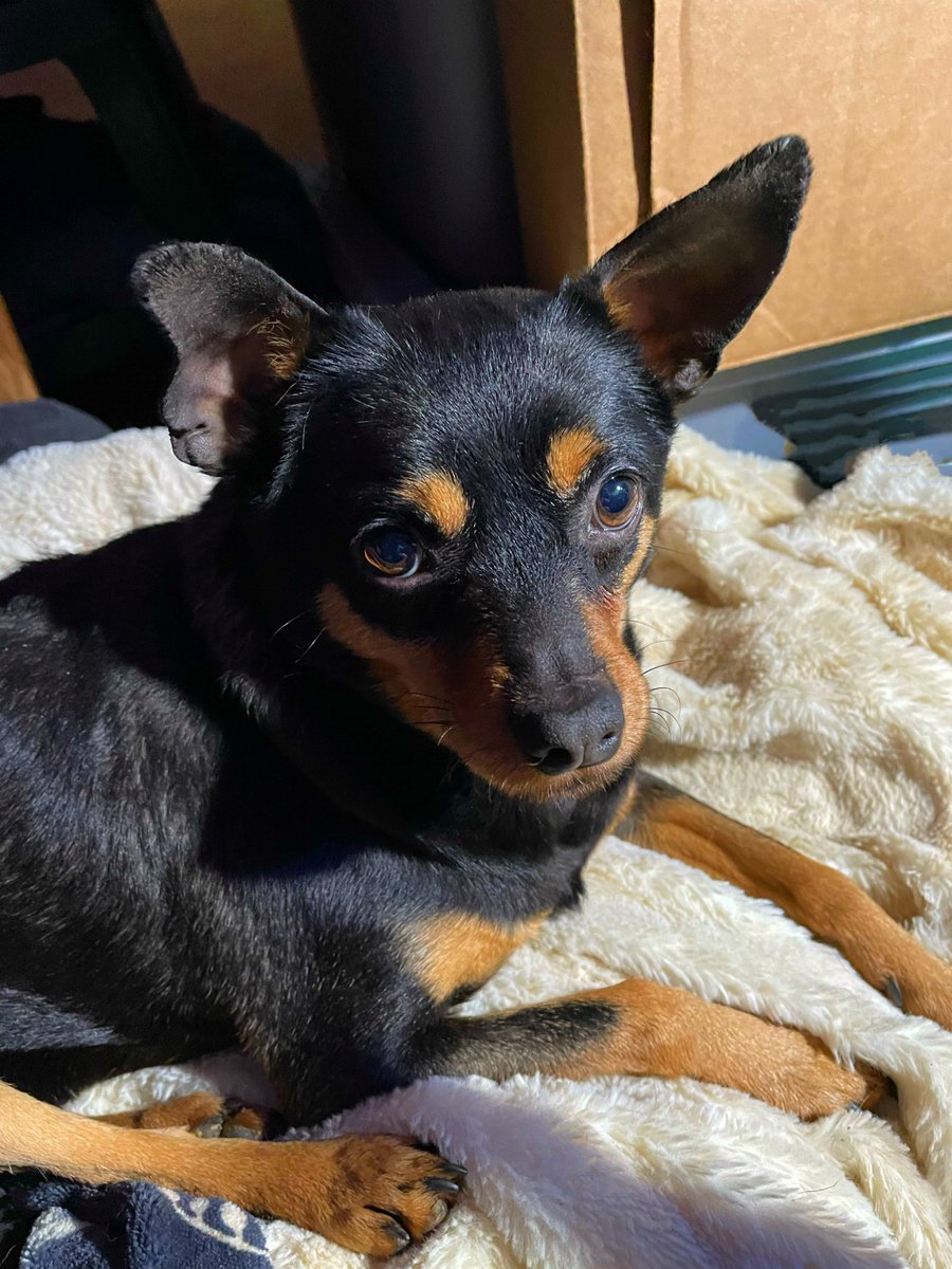 sarahanunn's tweet image. I often catch Huckleberry just quietly staring at me, like he’s deep into a serious ponder about how he ended up living in a crazy house with a crazy human &amp;amp; a bunch of crazy hooligans. 
🤔
Or it could be he’s thinking about cheese…
🧀
#DeepDogThoughts #OrNot #RescueDog #Chipin