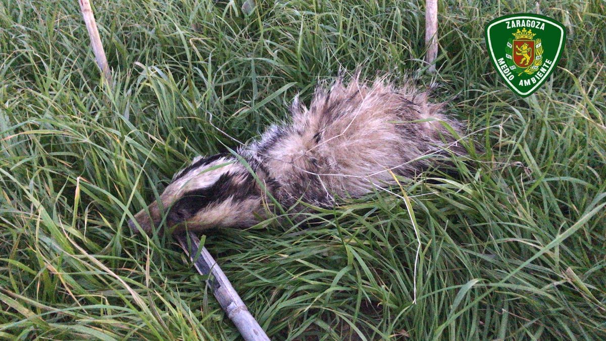 AF_UnidadVerde's tweet image. Tras aviso ciudadano 📲trasladamos #Tejón malherido al Centro de Recuperación @espacioalfranca .
Dos mascotas 🦮🐕 habrian interactuado contra él, aunque su movimiento diurno y peso indican algo añadido.
Recuerda!
!! Las mascotas siempre controladas!!.