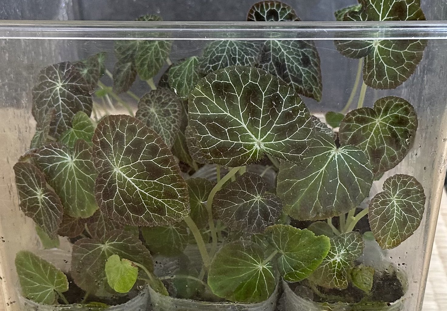 Begonia fulgurata 原種 ベゴニア フルグラータ　球根性 Begonia fulgurata 原種 ベゴニア フルグラータ 球根性 - メルカリ