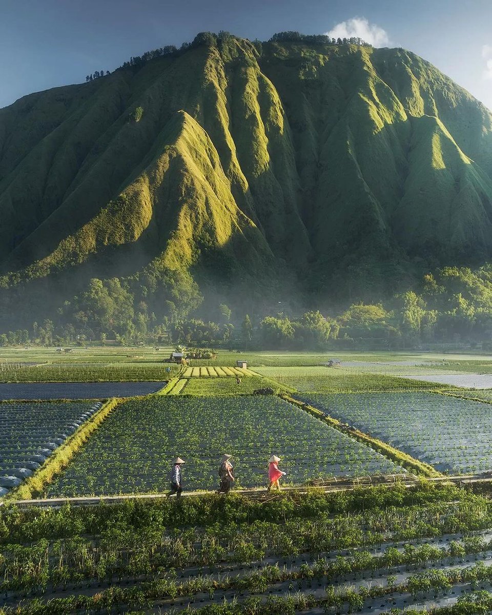 In Lombok Island, amidst the grandeur of Sembalun mountains, rice field workers take a well-deserved break, walking away from the fields to rest their weary backs and legs. 🌾🚶 #WonderfulJourney #WonderfulIndonesia #LombokScenery #RestfulMoments #FieldLife 📸 <a href="/daniel_kordan/">DanielKordan</a>