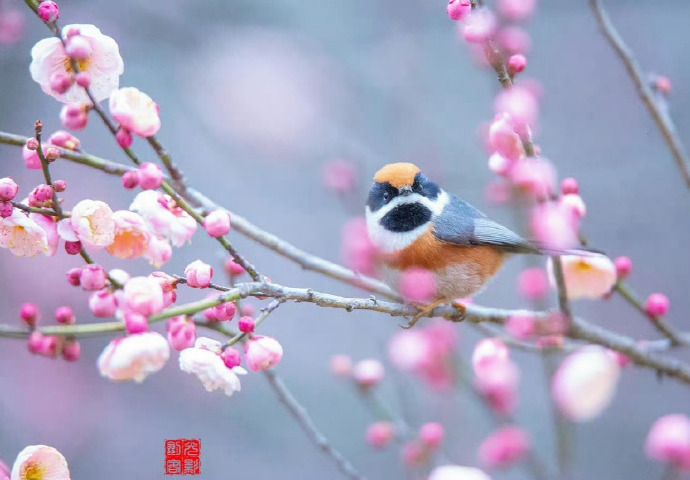 鸟啼花发报新年 ...#飘逸生灵#你好2024