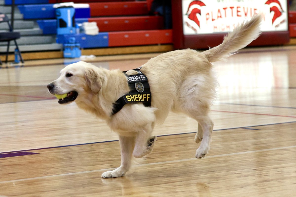 A huge shout out to Shane for these awesome action shots during halftime at the Platteview High boys b-ball game! Thank you! 🐾⁦@SarpySheriff⁩ ⁦@Platteview_HS⁩ #hugdognotadrugdog