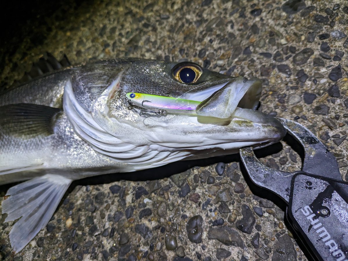 eno___ken's tweet photo. 2024年釣りはじめ！！
最初の魚はまさかのアジ😂
Newアービン60Sで♪

そしてシーバスも😊
細糸でのやりとり久々すぎてヒヤヒヤしたw
アービンいいねぇ〜♪
これから���バチにもきっと覿面だろうな

メバ…ライトゲームプラッキング楽しっ🤗

#BlueBlue
#ARVIN
#アービン 60S
#Fishman
#BeamsInte https://t.co/qj6atREVyD