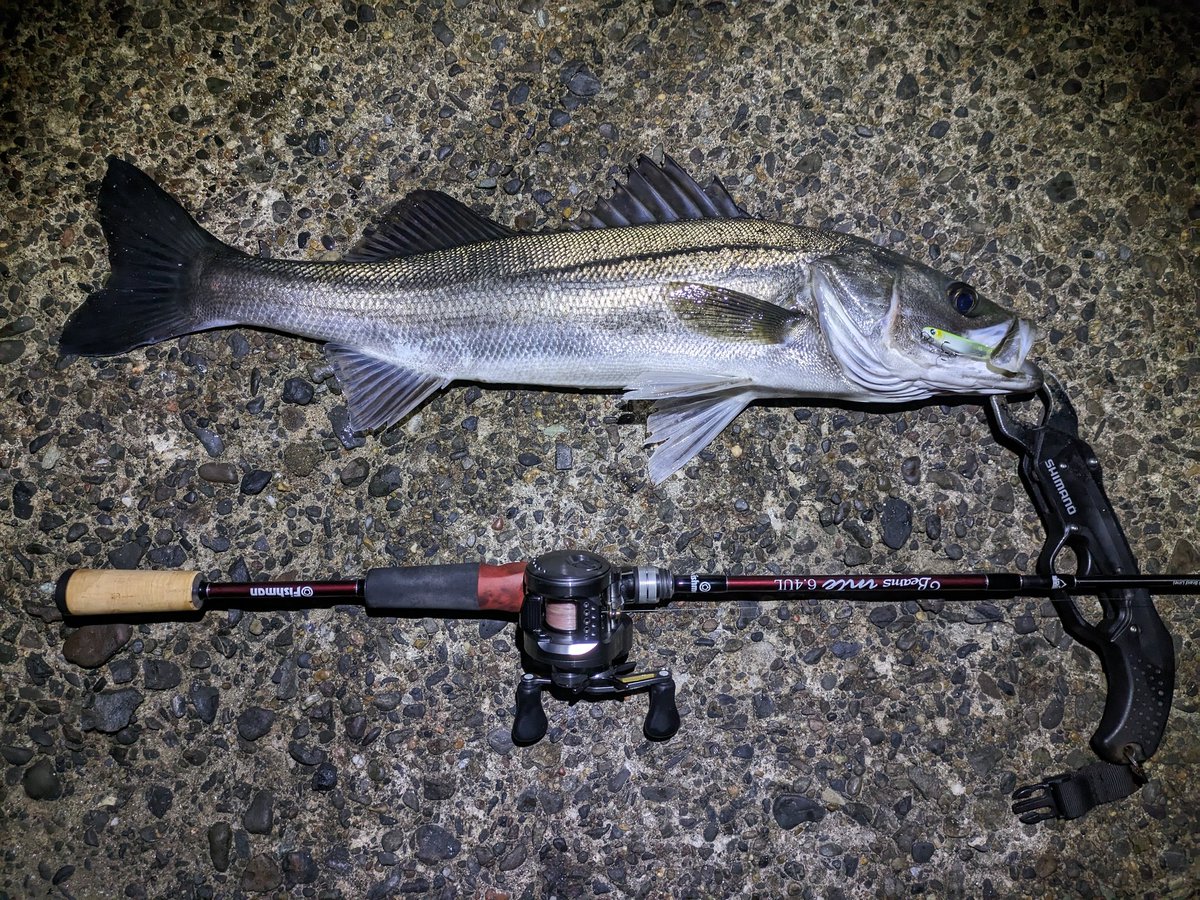 eno___ken's tweet photo. 2024年釣りはじめ！！
最初の魚はまさかのアジ😂
Newアービン60Sで♪

そしてシーバスも😊
細糸でのやりとり久々すぎてヒヤヒヤしたw
アービンいいねぇ〜♪
これから���バチにもきっと覿面だろうな

メバ…ライトゲームプラッキング楽しっ🤗

#BlueBlue
#ARVIN
#アービン 60S
#Fishman
#BeamsInte https://t.co/qj6atREVyD