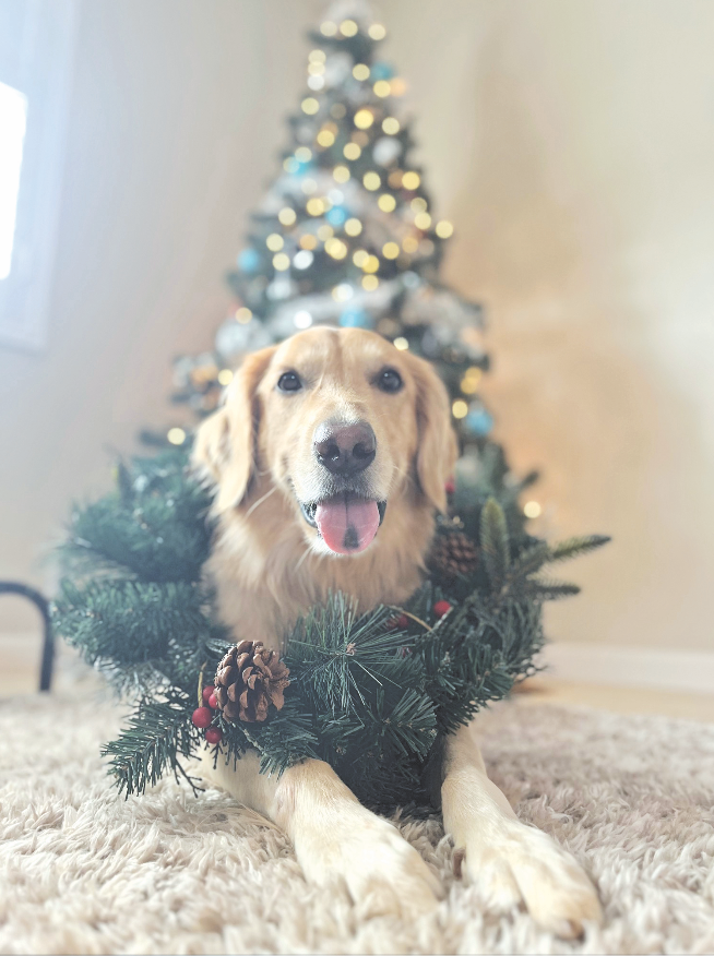 MidWeekHawaii's tweet photo. Meet Cheddar, a 3-year-old golden retriever who lives in Waipi‘o. Cheddar loves to fetch his ball and eat cheddar cheese.
Photo courtesy Hope Shinagawa
#midweekhawaii #hawaii #westvoice #petoftheweek #dogsofhawaii https://t.co/l4GIBryujH
