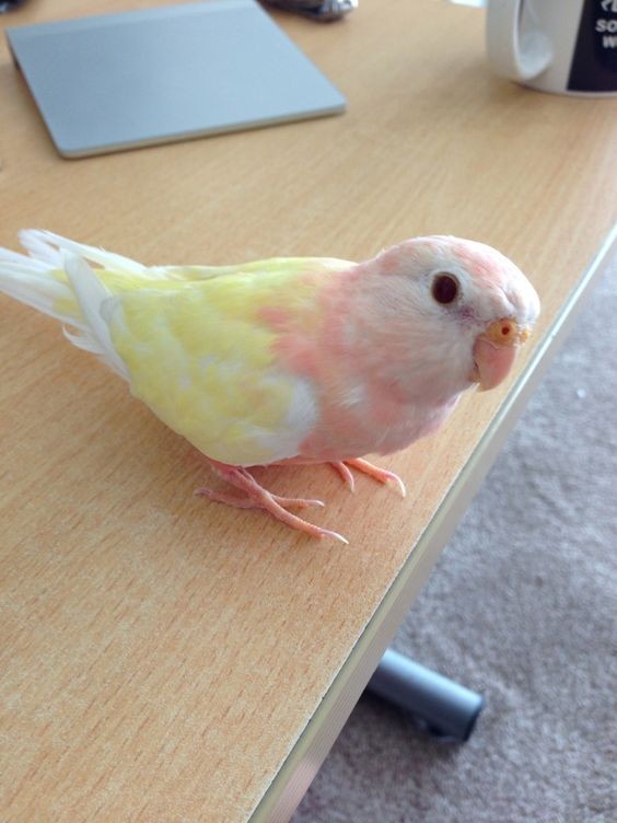 Miren lo que me encontré😊 es muy lindo✨✨✨