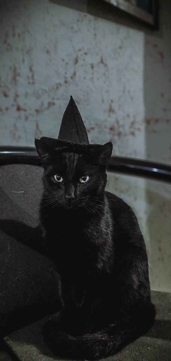 Baka102416's tweet photo. @xCryboy Le hacía sesión de foto a mi gata :( https://t.co/9GH3llMdb2