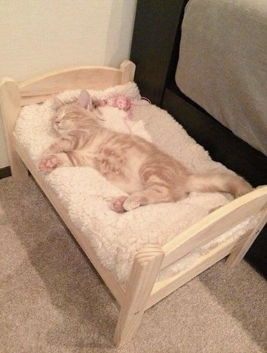 letspetkittens's tweet image. me sleeping ᶻ 𝗓 𐰁