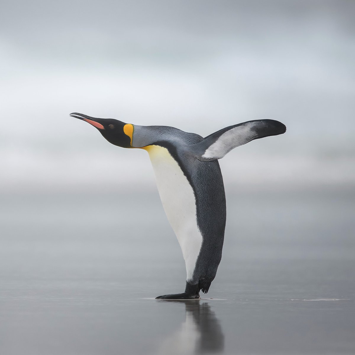 AnimalPlanet's tweet photo. Have you stuck your neck out yet this year? 🐧

This king #penguin is slightly smaller than its cousin the emperor penguin, but still has plenty of attitude!

📷: Vicki Jauron

#wildlife https://t.co/utnn4NiqAV