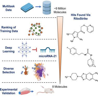 pdhsu's tweet photo. RNAs have been historically very challenging to drug. @arcinstitute and @ucsf investigator Hani Goodarzi @genophoria reports an AI framework for targeting microRNAs with small molecules (with implications for breast cancer and RNA drivers of other diseases)

Arc loves AI and RNA! https://t.co/FOPjWlbpgu
