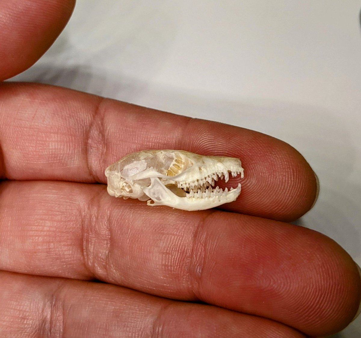 DrDunnart's tweet photo. Endlessly in awe of these incredibly fierce little creatures, and forever fascinated by how much we can learn, even after their lifetime has come to an end ππ
#dunnarty #fattaileddunnart #skull #skullmorphology #research #science #WomenInSTEM https://t.co/l8nCYHpBgS
