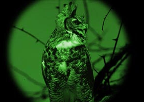 Optics4Birding's tweet photo. Thermal-Imaging &amp; Digital Night Vision

Digital night vision is a newer consumer technology that gives results similar to Starlight technology with some additions and advantages. Learn about these #optics and their differences https://t.co/0RqWwhnTML https://t.co/uwsLWuzGL8