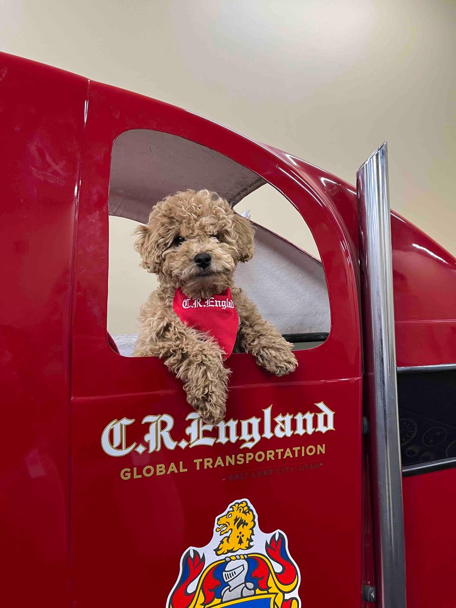 CREngland's tweet photo. There’s nothing wrong with a little dog day in the office! 

One of the newest members of the C.R. England Team, Charlie, wants to remind you to be Safe &amp; On-Time Every Time while you #DeliverExcellence! 🐶

#CREngland #DriveCRE #Trucking #WeAreFamily https://t.co/ySeQ2C02OV
