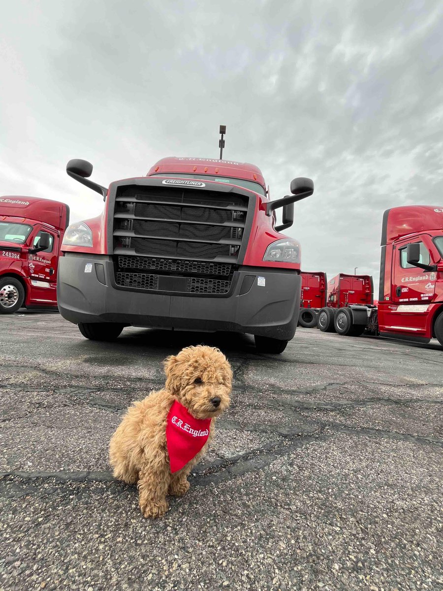 CREngland's tweet photo. There’s nothing wrong with a little dog day in the office! 

One of the newest members of the C.R. England Team, Charlie, wants to remind you to be Safe &amp; On-Time Every Time while you #DeliverExcellence! 🐶

#CREngland #DriveCRE #Trucking #WeAreFamily https://t.co/ySeQ2C02OV