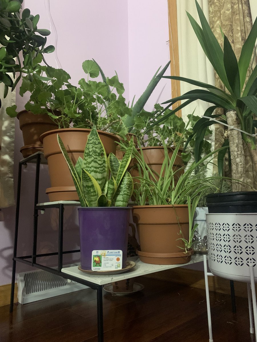 APESPranaya's tweet photo. My parents often have a variety of a collection of many plants around the house that are only found in certain biomes like rainforests and deserts  
#apeseco @franklinlorax https://t.co/KAY4tHVDJy