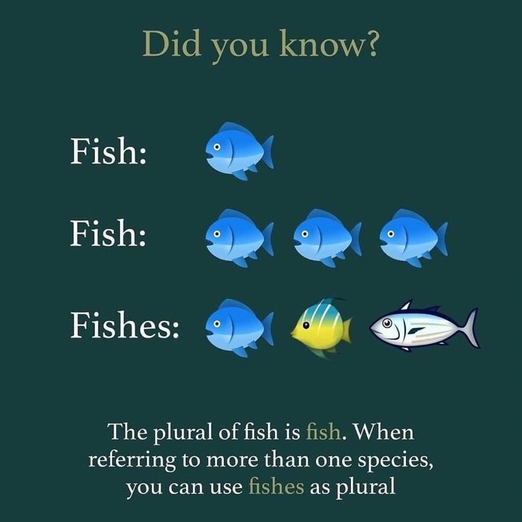 FrankHederman's tweet photo. Our smoked fishes include salmon, mackerel, haddock and eel. But we make mostly smoked fish (salmon) although maybe it’s fishes because we do wild and #notwild (but not industrial. (Can’t use the “o” word because we don’t have our process regulated) maybe something for 2O24 https://t.co/91LjZS6g0T