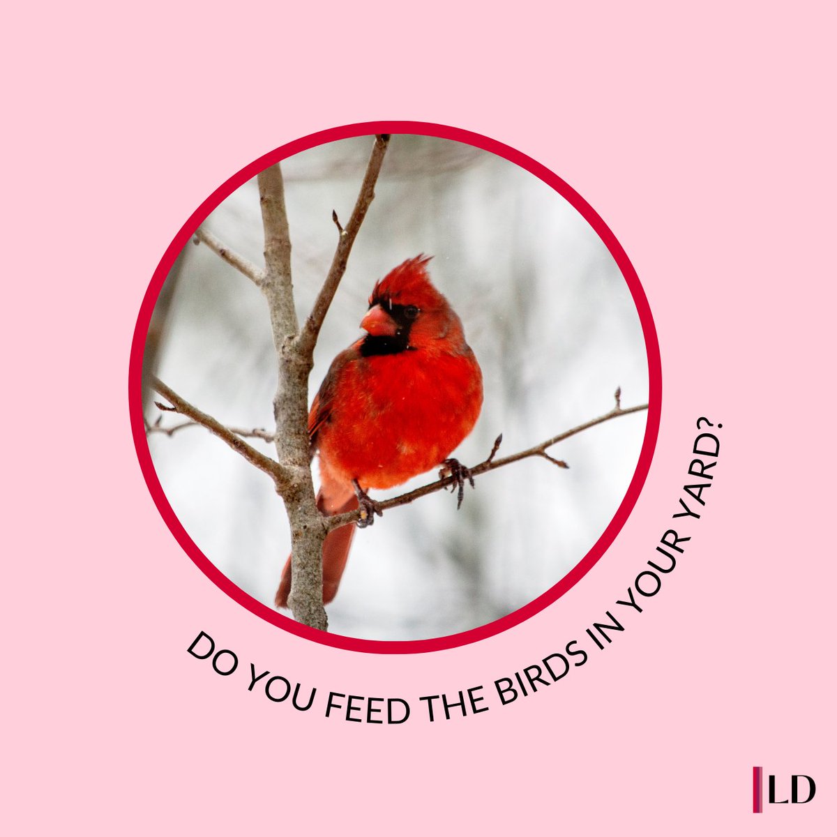 DiemerLisa's tweet photo. Do you feed the birds or wildlife that come into your yard? I sure do! 🐦‍⬛🐿️🦌 https://t.co/6LuPDtxfd4