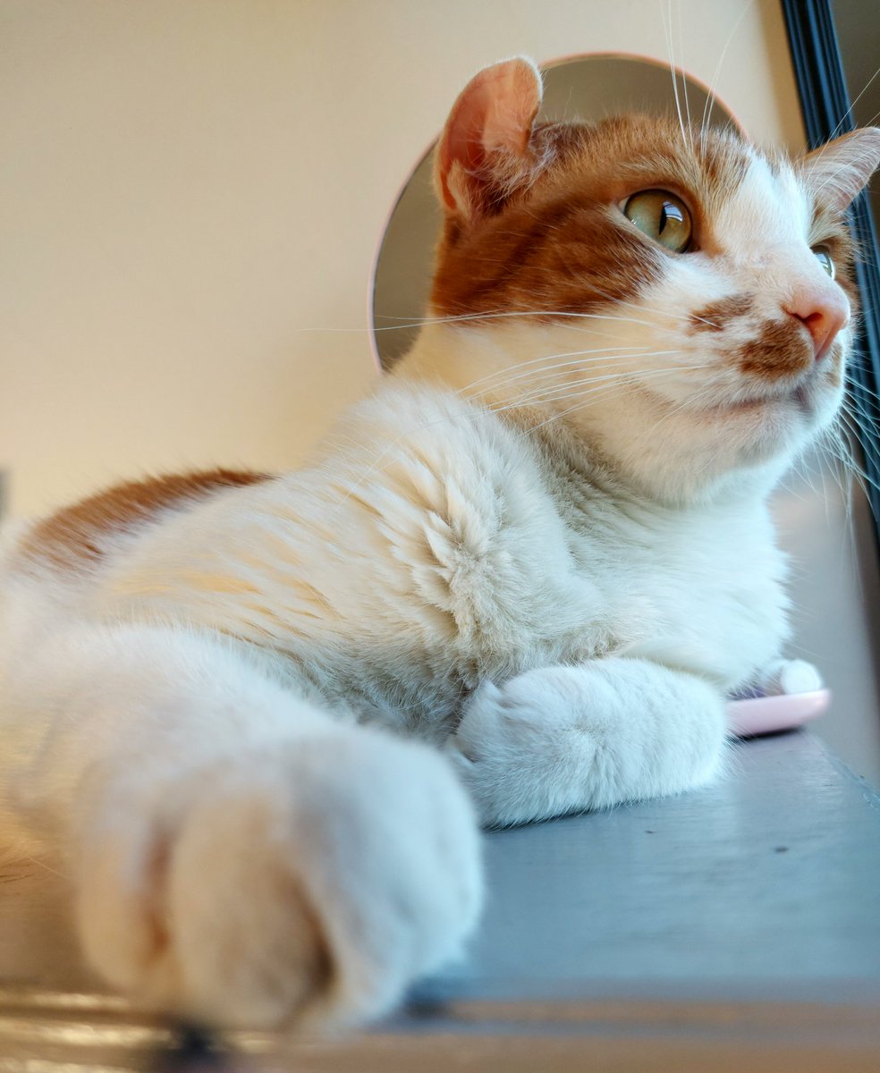 carito_cats's tweet photo. Mi bebé Moisés 🥰 https://t.co/vN3Iuh3fgi