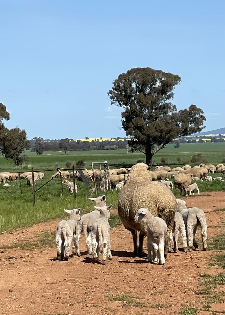 Josh Andrews tweet media