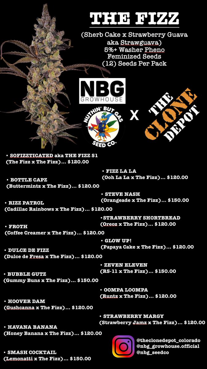 The Fizz (Sherb Cake x Strawberry Guava aka Strawguava) Fem Line! Now Available!! Email nbggrowhouse@gmail.com or DM @nbg_seedco/@nbg_growhouse to place your orders!!