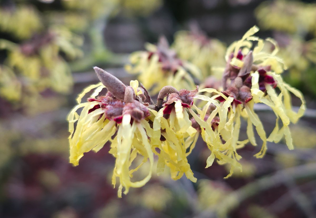 Today's favourite witch-hazel is Hamamelis x intermedia 'Pallida'. The clean yellow petals contrast well with red calyces. The scent it delicious. 
#winterflowers #wintergarden