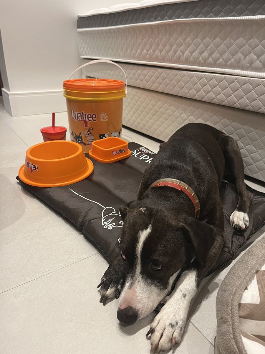 qcatarinaq's tweet photo. minha cachorra ganhou um sorteio e pediram pra postar uma foto com o prêmio mas em todas ela sai com cara de depressão https://t.co/OMP1bxUTZA