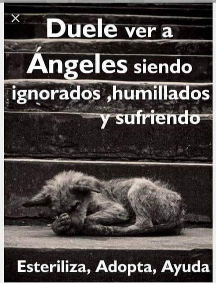 Mayú Guillén 🇲🇽🇺🇦 (@mayumiguillen) on Twitter photo 