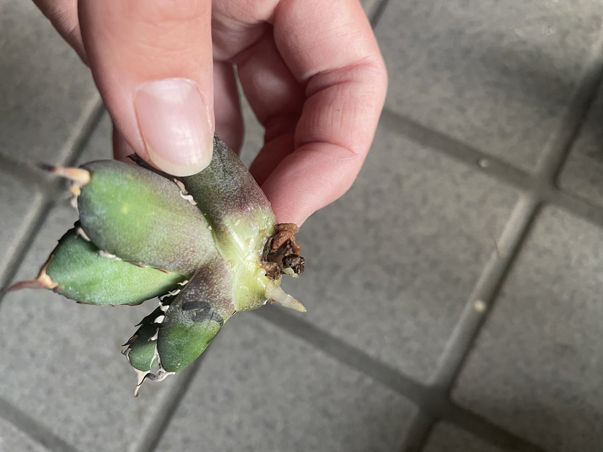 omiiro_'s tweet photo. あけましておめでとうございます⛩
年末お迎えした子たちですが届いてすぐ海王は発根し、ハデスも一昨日くらいから発根✨
まだ早いか分かりませんが、水苔だと毎日抜いて見てしまいそうなので土に植え腰水に移行しました😊
#アガベ https://t.co/izJ50ThHjR