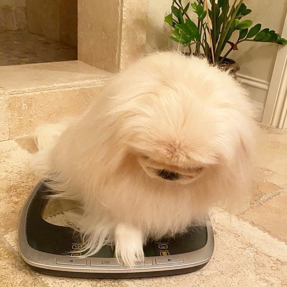 LilCaliGurl's tweet photo. DONT LOOK! When your Noo Years resolooshun iz to loose weight and you step on de scale furst time in a year 😆Today we all weighed in, in 3 days we loose our motivashun. #feelingfluffy
.
#caligurl #throughadogseyes #Doglife #dogslife #newyear #resolutions #newyearsresolutions https://t.co/vHO2wPhoSn