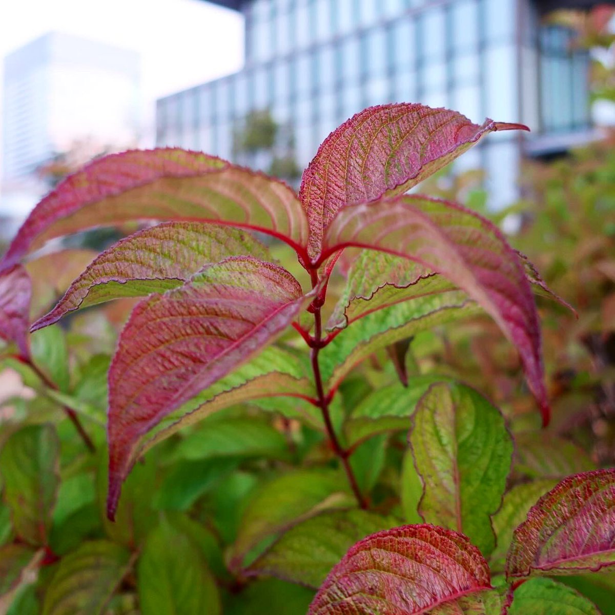 KNarujima's tweet image. Look at the #colorgradients! 👉 keinarujima.blogspot.com/2024/01/weigel…

#グラデーション が美しいです！#日英 でブログ書いてます。ご興味ある方は上のリンクから。

#weigelafloribunda #藪空木 #ヤブウツギ #color #色