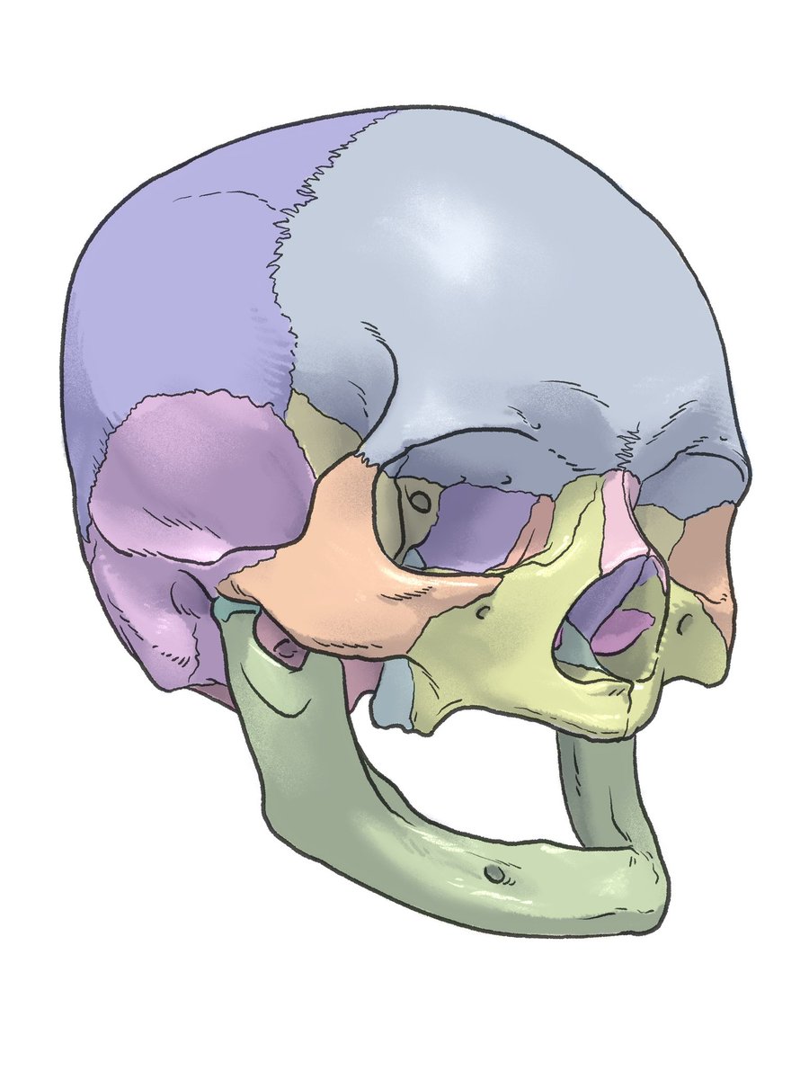 「無歯顎」|伊豆の美術解剖学者のイラスト