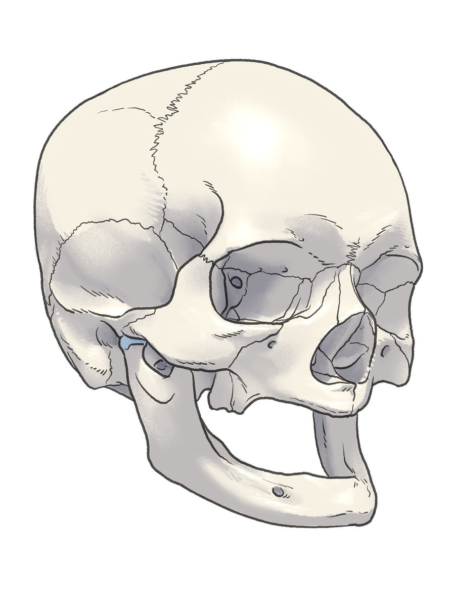 simple background white background no humans solo bone skeleton skull  illustration images