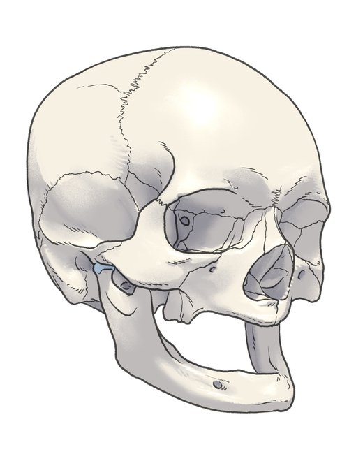 「skull」 illustration images(Latest｜RT&Fav:50)｜5pages