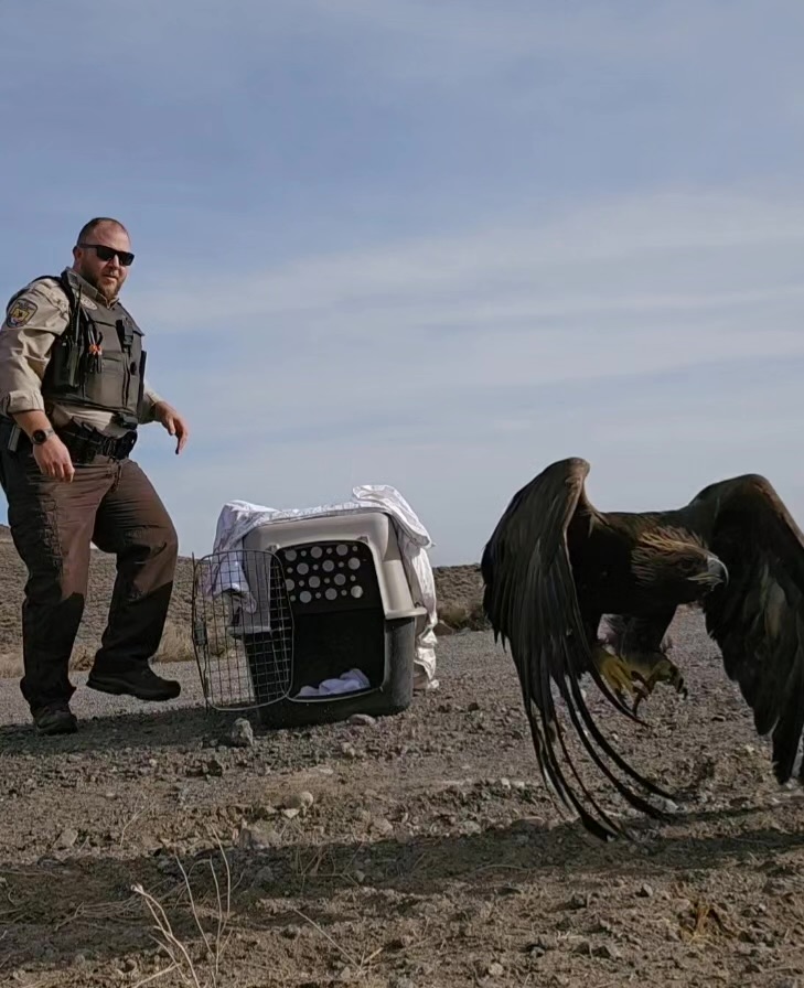 Good news! Recently, federal wildlife officer (FWO) Adrian Hunter responded to a report of an injured golden eagle in northern Nevada. FWO Hunter transported the bird to a rehabilitator in the Lake Tahoe area &amp; released it back into the wild when it was in good health. #thread