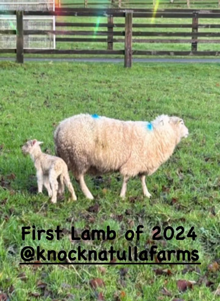 The first lamb of 2024 … #lambing #ioa #organic #biodynamic #knocknatulla