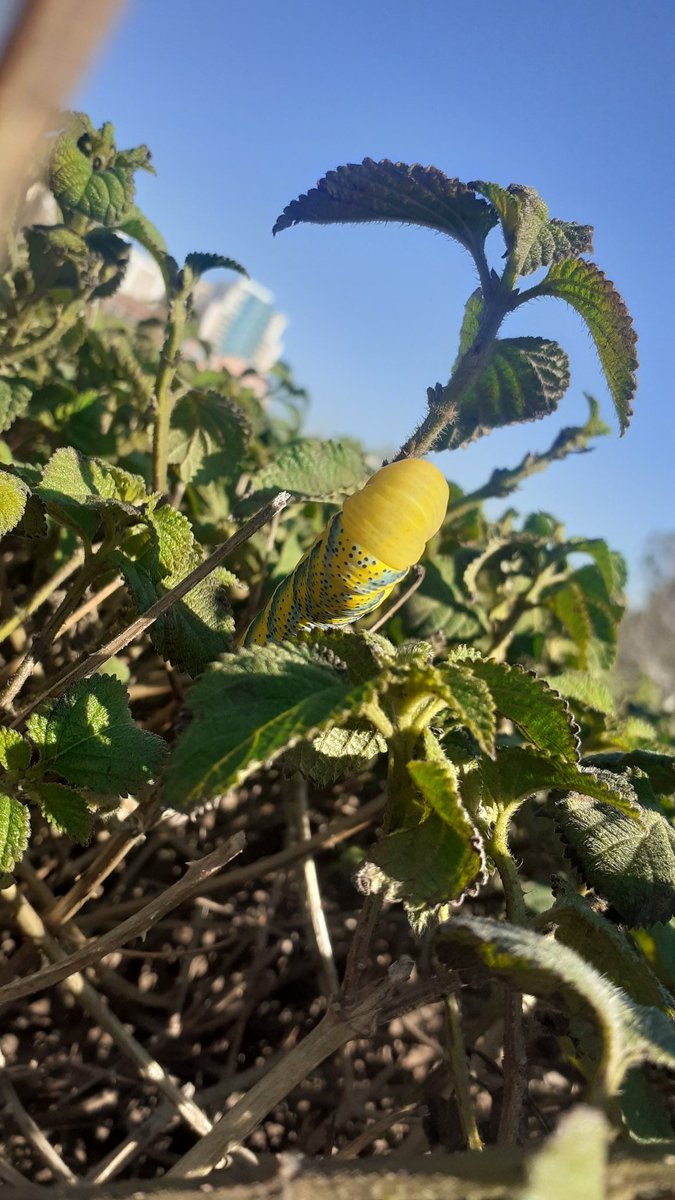 khadidja1159342's tweet photo. #NaturePhotography #naturelover #bugs #insects #wildlifephotography #flowerphotography #gardens #spiders #ButterflyBit https://t.co/qPS6bpxBzj
