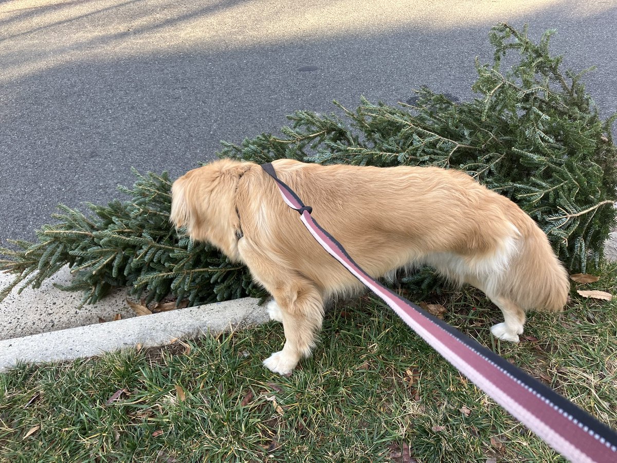 BRetrvr's tweet photo. Yes hello! It is I, Buffy, Christmas Tree Decorating Expert. This one smells great and would be good for chewing too! https://t.co/h9vcc1arrY