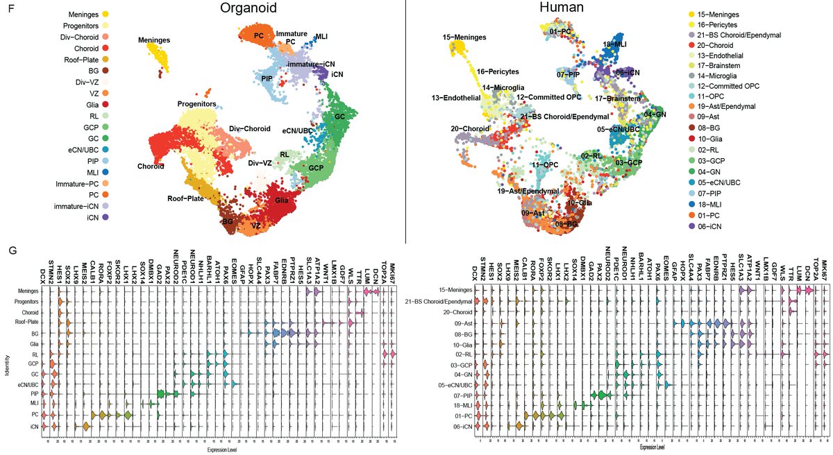 We report a human organoid model (hCerOs) capable of reproducibly developing the complex diversity of the fetal cerebellum 2/11