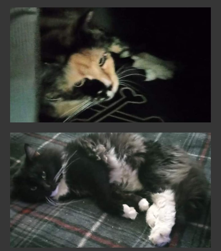 Cj 🌵 Arizona tweet media