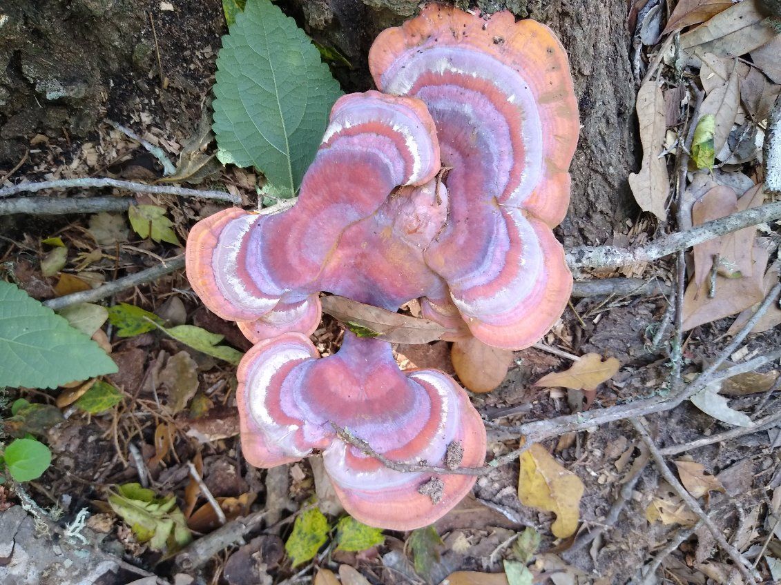 txplantclinic's tweet image. The first #WhatWednesday in 2024 (01/03/23) - photos from CEA Laramie K. of some type of Ganoderma.  Anyone guess/know the species? -KO #extensionlife #extPLPM #prettymushrooms #WhatisTHAT @txextension
