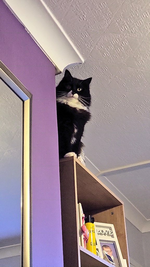 Albadragqueen's tweet photo. My baby 🐈‍⬛ https://t.co/wM8DYiDIZP