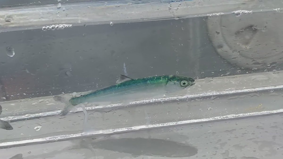 pete_rand's tweet photo. Seasonal position announcement @PWSSC . Come work with me in Alaska this summer! A study investigating interactions between juvenile pink salmon and herring in Prince William Sound. See job ad here: https://t.co/qJoKs5AbKj https://t.co/eCNWsGdU7P