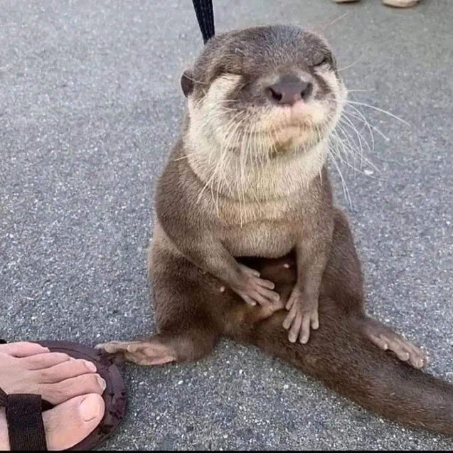 Arbitrium選択 (comms. closed for medical reasons!)🍉 tweet media